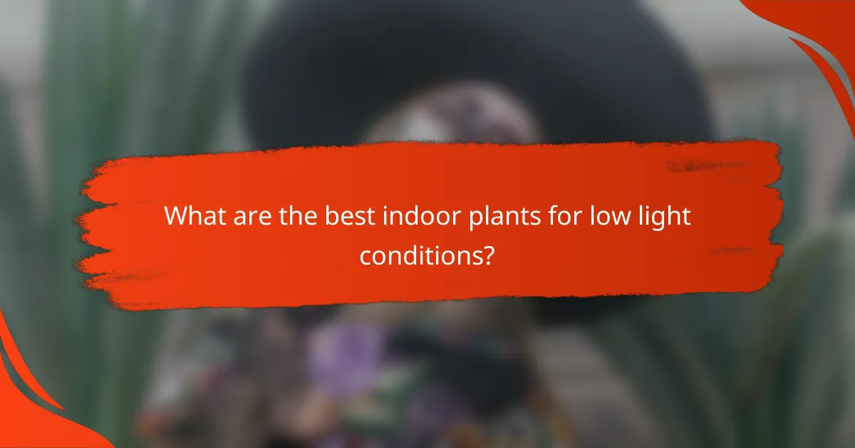 What are the best indoor plants for low light conditions?
