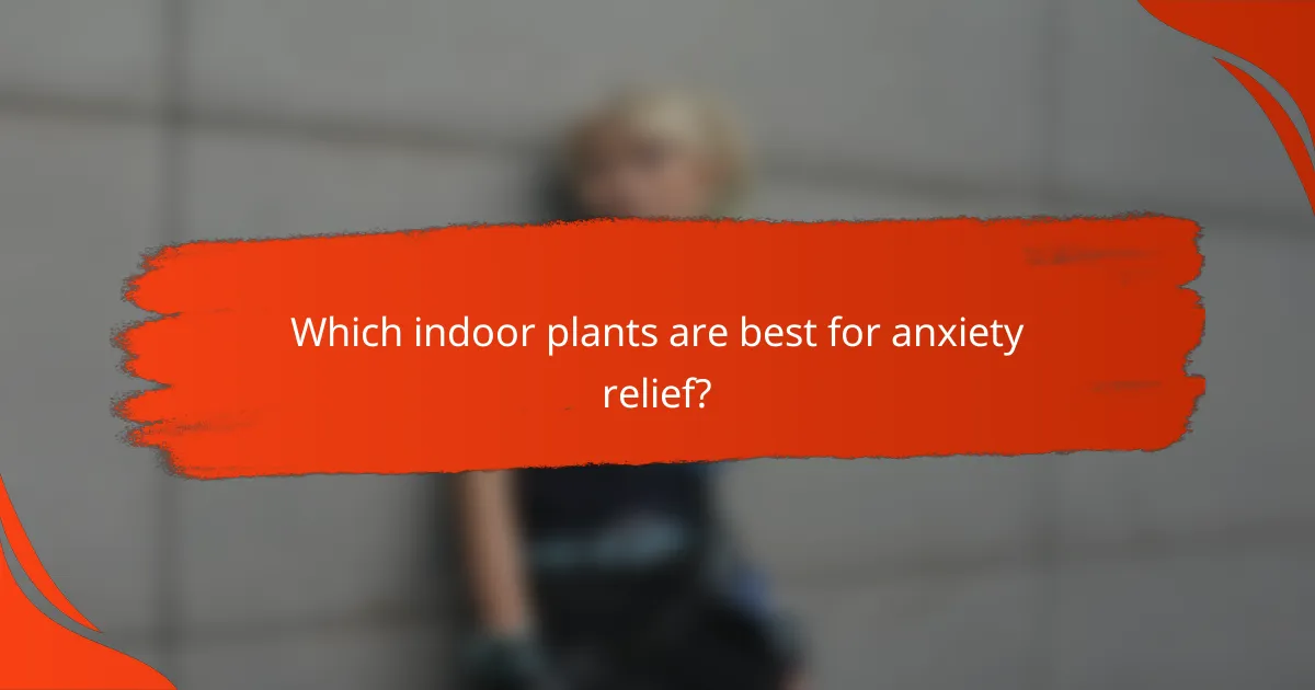 Which indoor plants are best for anxiety relief?